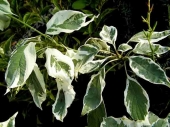 Cornus controversa 'Variegata' 
